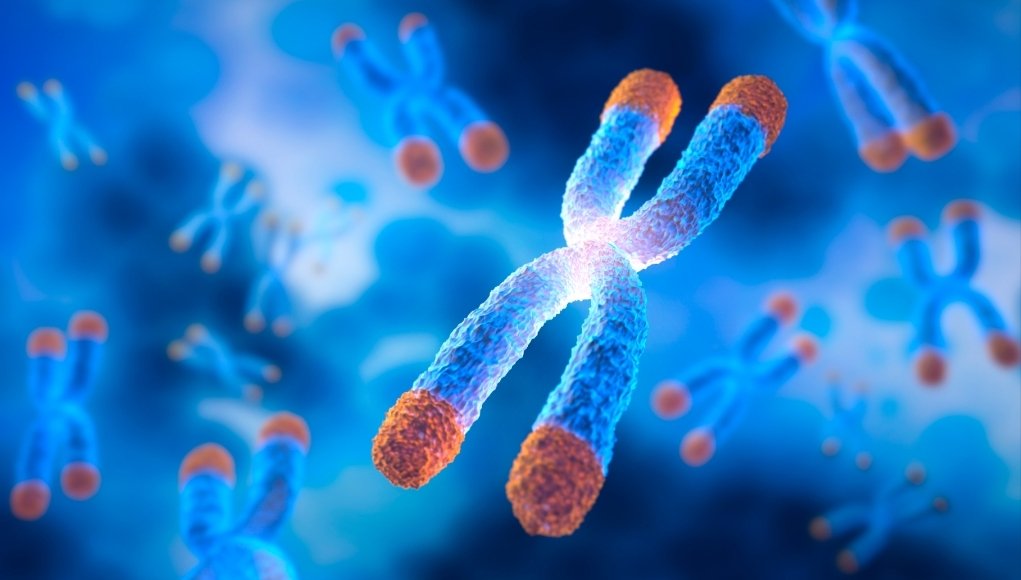 Diagram of telomere shortening and cellular aging across cell divisions