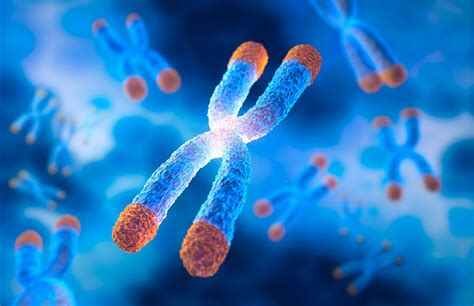 Why Do Some People Live Past 100? What Centenarian DNA Is Revealing About the Genetics of Longevity 2 Research into centenarian genetics showing protective gene variants for longevity