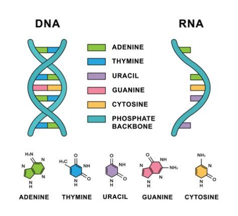 RNA: The Forgotten Molecule That Controls Everything and Is Now Rewriting Medicine 2 DNA versus RNA structure comparison showing ribose, uracil and single-stranded folding