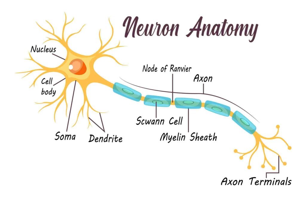 Human neuron anatomy showing dendrites, cell body, axon and synapses behind neural networks