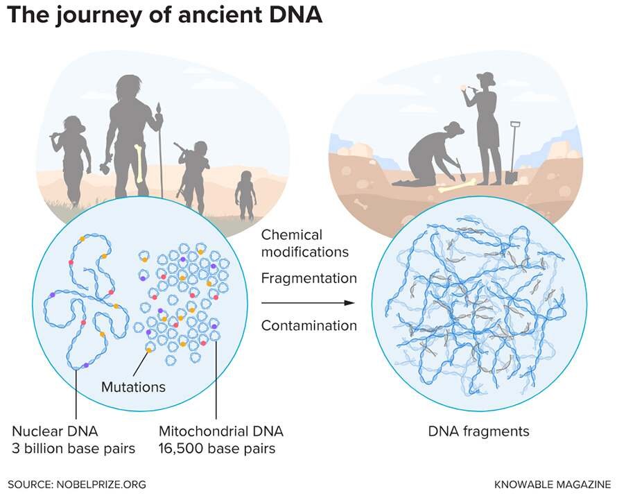 Humans Did Not Come From One Ancestor: What DNA Is Revealing About True Human Origins 4 The journey of ancient DNA in human origins research