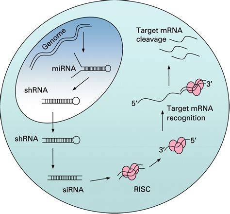 RNA: The Forgotten Molecule That Controls Everything and Is Now Rewriting Medicine 3 RNA interference mechanism showing siRNA silencing a target gene