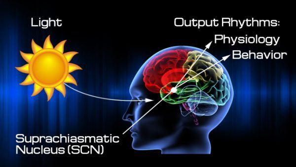 Circadian Rhythm Genetics: The 2017 Medicine Nobel Prize Explained 3 Supra chaismatic Nucleus circadian rhythm genetics relationship explained
