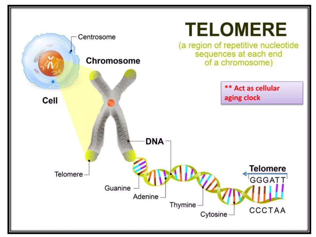 Telomeres, telomerase and cancer relationship 