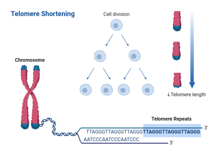 How Telomere Shortening Causes Aging
