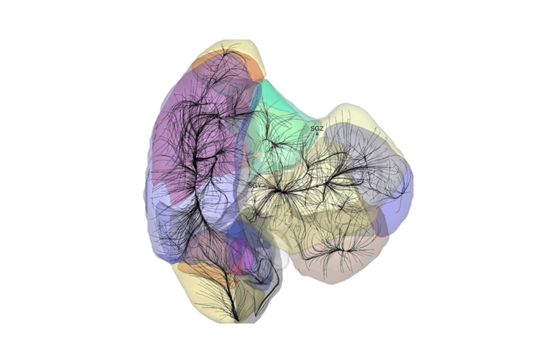 Astronomers Discover New Cosmic Structure, Challenging Our Understanding of the Universe 3 Three-dimensional cosmic map of galaxy velocity flows converging on the Shapley Concentration within the new basin of attraction