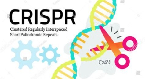 What Is CRISPR? The Gene Editing Revolution That Is Rewriting Human Medicine 2 CRISPR-Cas9 gene editing mechanism