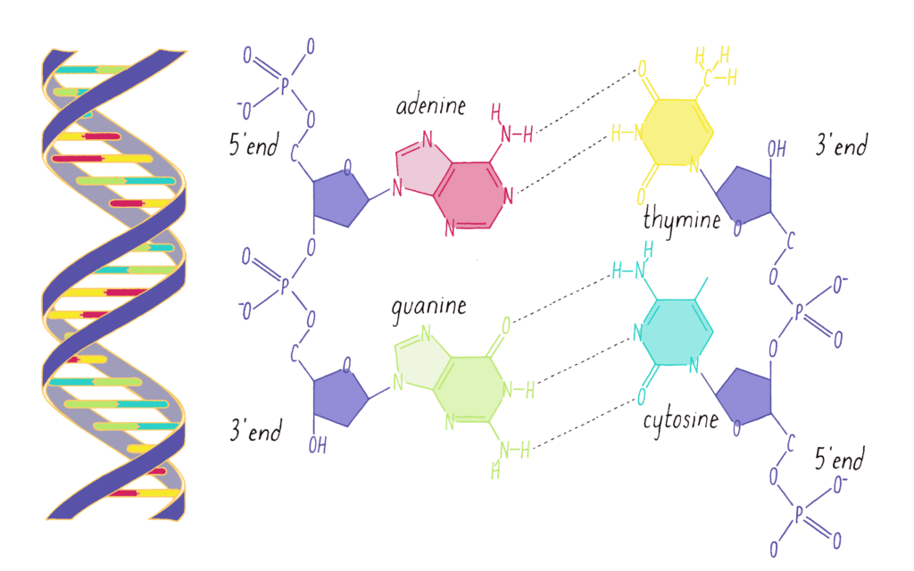 DNA base pairs showing adenine-thymine and guanine-cytosine complementary pairing