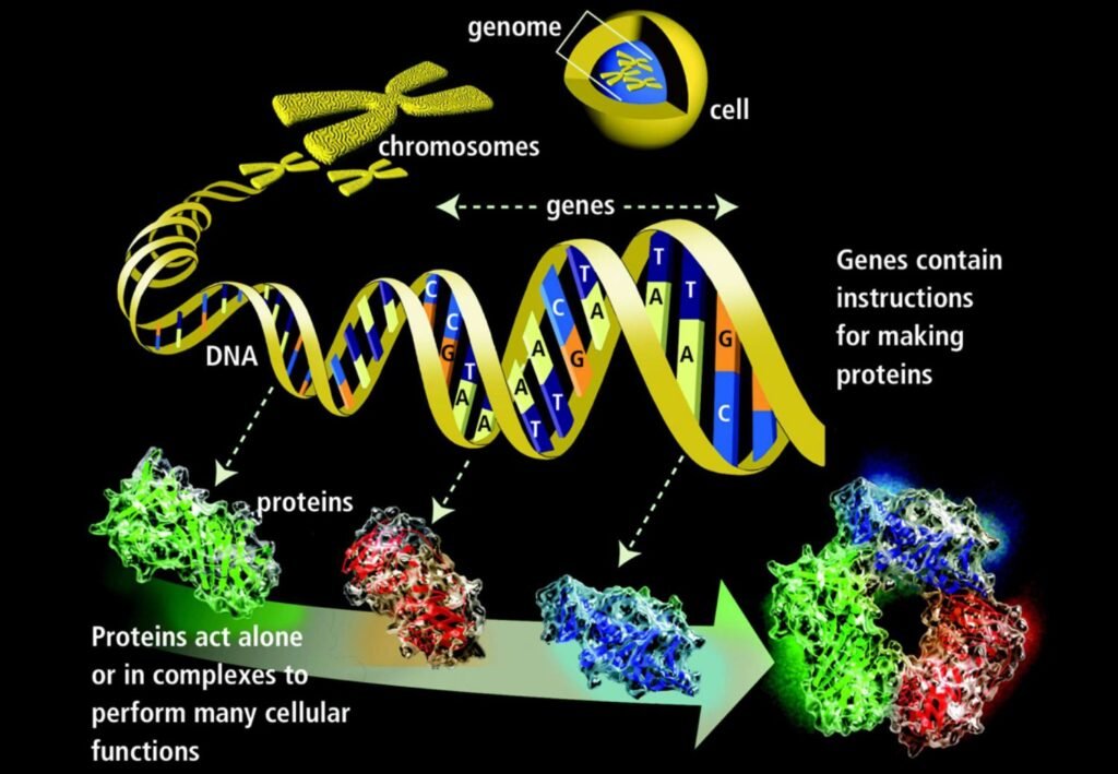 How DNA is packed into chromosomes via histones and nucleosomes
