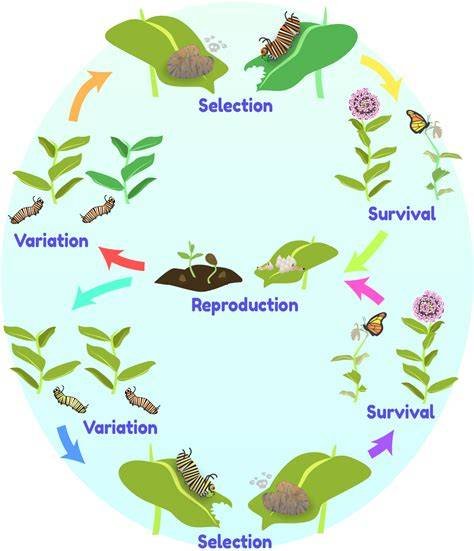 Genetic Algorithms Explained: How Evolution Designs Medicine 2 Illustration of evolution by natural selection as the basis for genetic algorithms