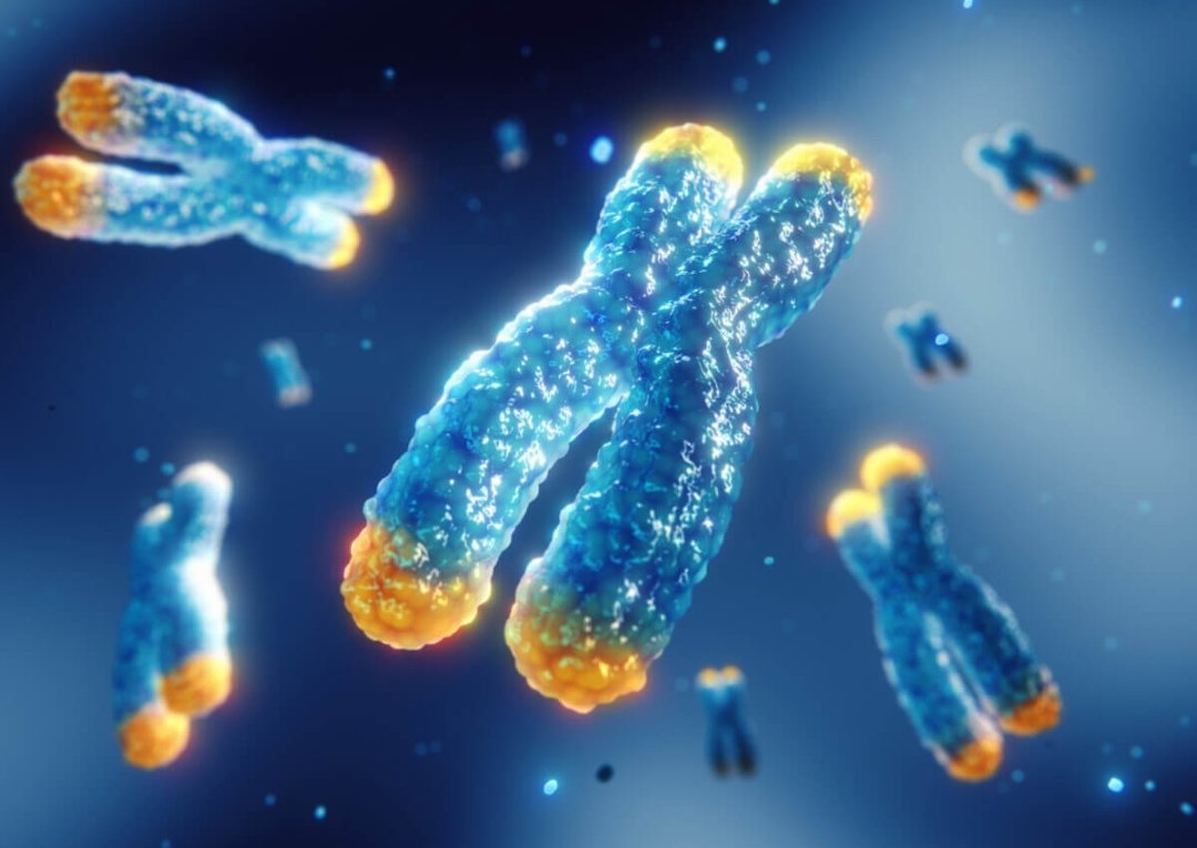 Telomeres and Aging: The Science of the Genetic Clocks Inside Every Cell in Your Body