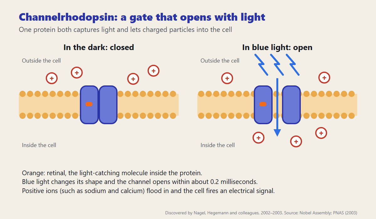 Diagram of channelrhodopsin in a cell membrane, closed in darkness and open in blue light, letting positive ions flow into the cell