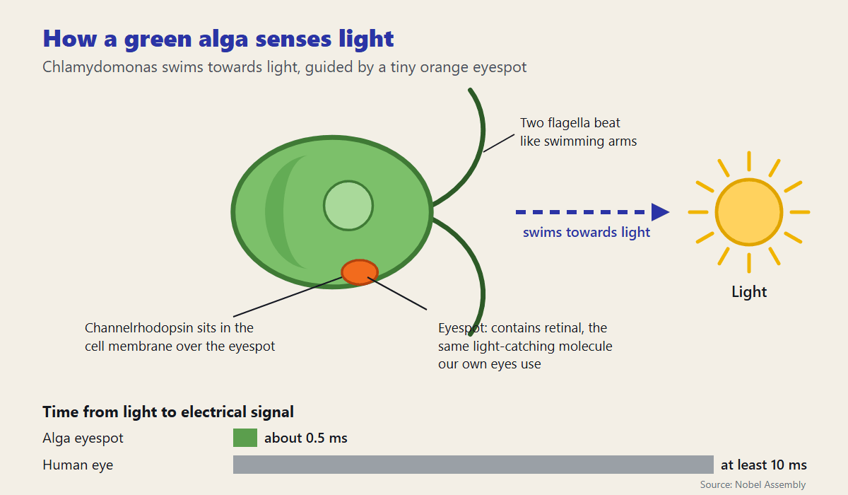 Diagram of the alga Chlamydomonas swimming towards light, showing its two flagella and orange eyespot, and comparing its half-millisecond light response with at least 10 milliseconds in the human eye