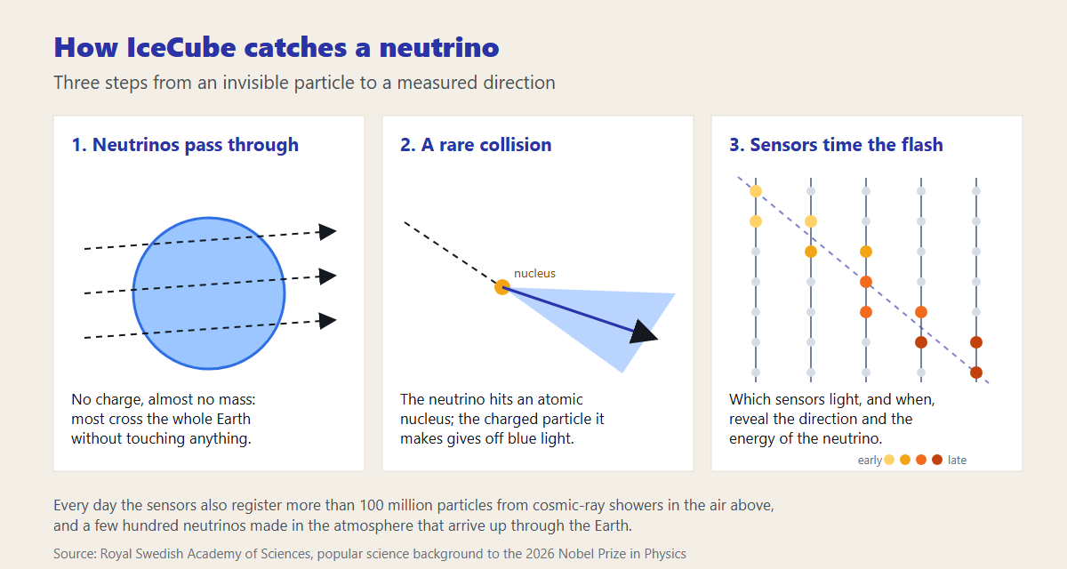 2026 Nobel Prize in Physics: How IceCube Caught Neutrinos from Deep Space 4 Three-step diagram of how IceCube detects a neutrino: neutrinos pass through the Earth, one rarely hits an atomic nucleus and the charged particle it makes gives off blue light, and sensors time the flash to reveal direction and energy