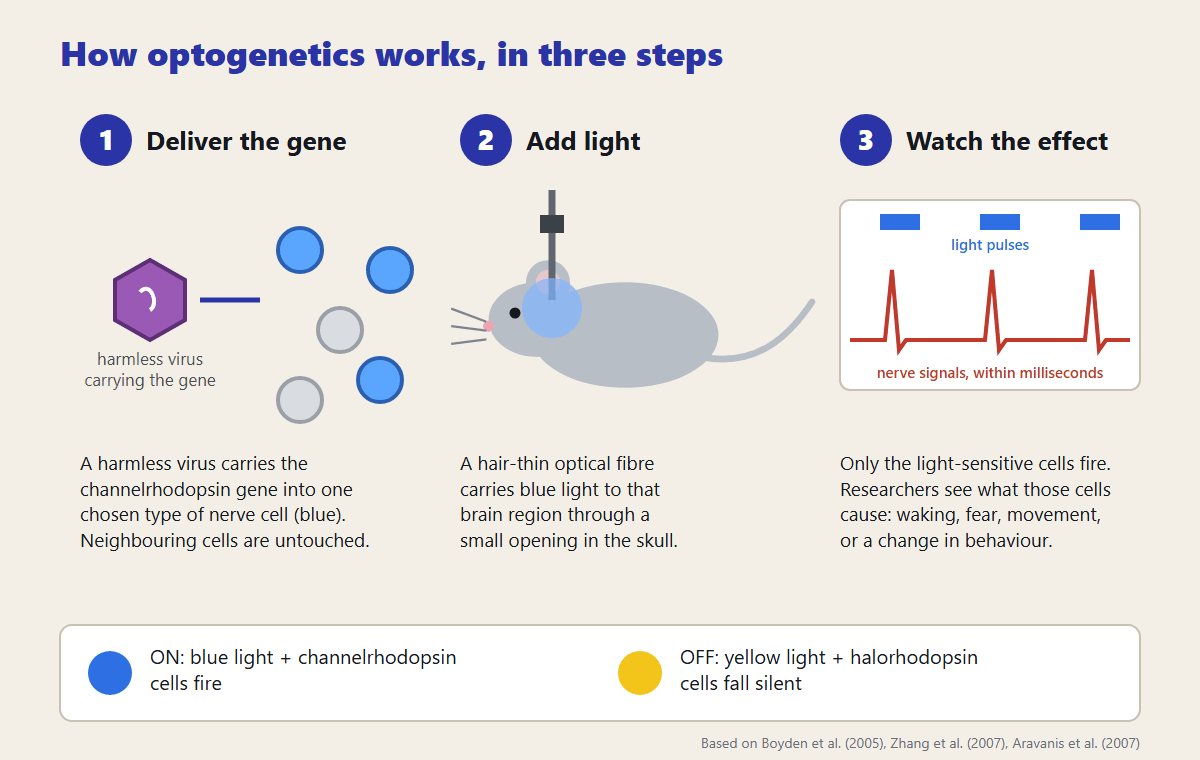 Three-step diagram of optogenetics: a harmless virus delivers the gene to chosen neurons, an optical fibre delivers blue light, and only those neurons fire