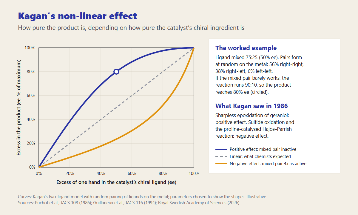 Chart of product enantiomeric excess against ligand enantiomeric excess showing the linear relationship chemists expected, Kagan’s positive non-linear effect curving above it and a negative effect curving below, with a worked example of a 75:25 ligand giving an 80% ee product