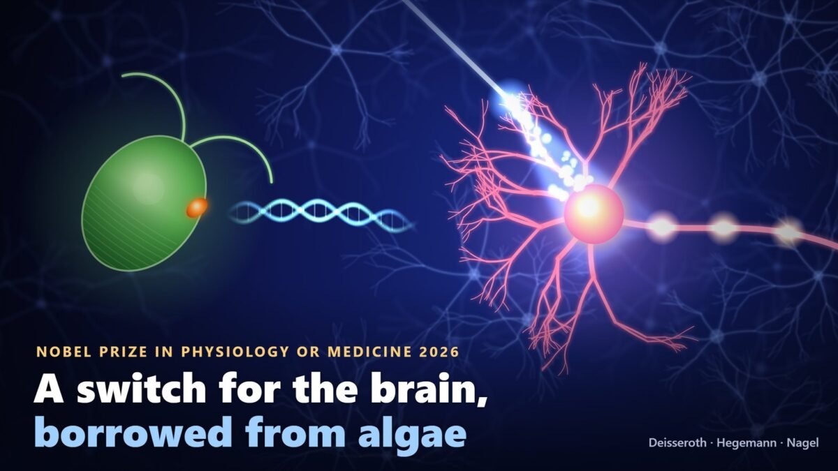 Illustration of optogenetics for the 2026 Nobel Prize in Physiology or Medicine: an optical fibre shines blue light on a nerve cell that fires signals, while a DNA strand carries a gene from the green alga Chlamydomonas