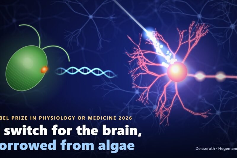 Illustration of optogenetics for the 2026 Nobel Prize in Physiology or Medicine: an optical fibre shines blue light on a nerve cell that fires signals, while a DNA strand carries a gene from the green alga Chlamydomonas